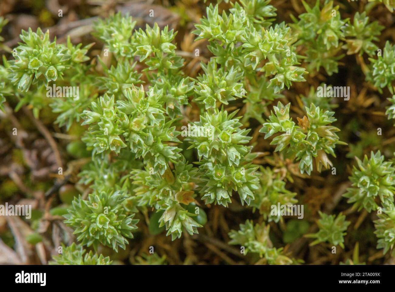 Jährlicher Knawel, Scleranthus annuus, in Blüte im trockenen Säurerasland. Stockfoto