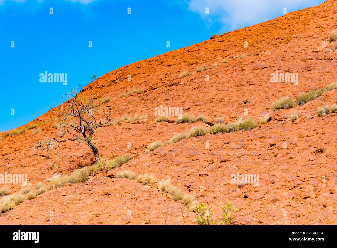 Eine einsame tote Wüsteneiche und Spinifex-Linien leben in den Regenwasserkanälen auf der Seite einer der Kata Tjuta Kuppeln im Northern Territory Stockfoto