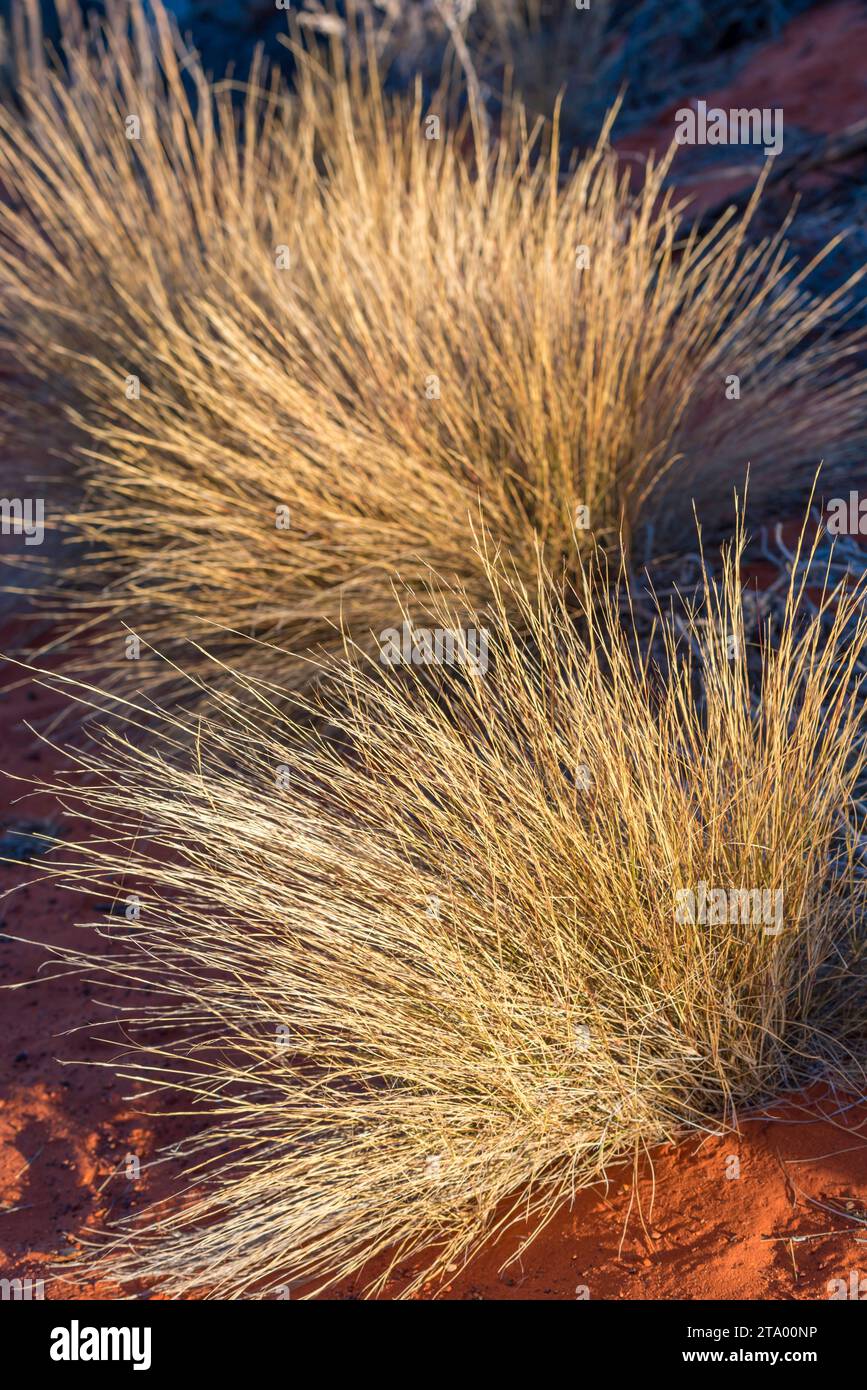 Ein generisches Wüstenbild von Spinifex Graspflanzen. Gezüchtet in der Nähe von Uluru auf den roten Böden des nördlichen Territoriums Zentralaustraliens (möglicherweise: Triodia pungens) Stockfoto