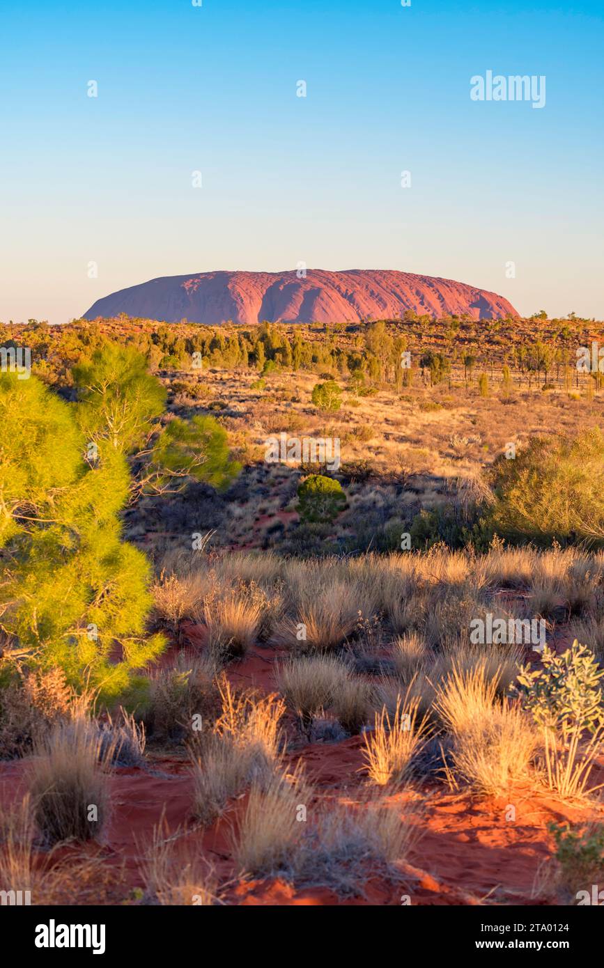 Ein Bild des Uluru am späten Nachmittag vom Ayers Rock Resort im Northern Territory in Zentral-Australien Stockfoto