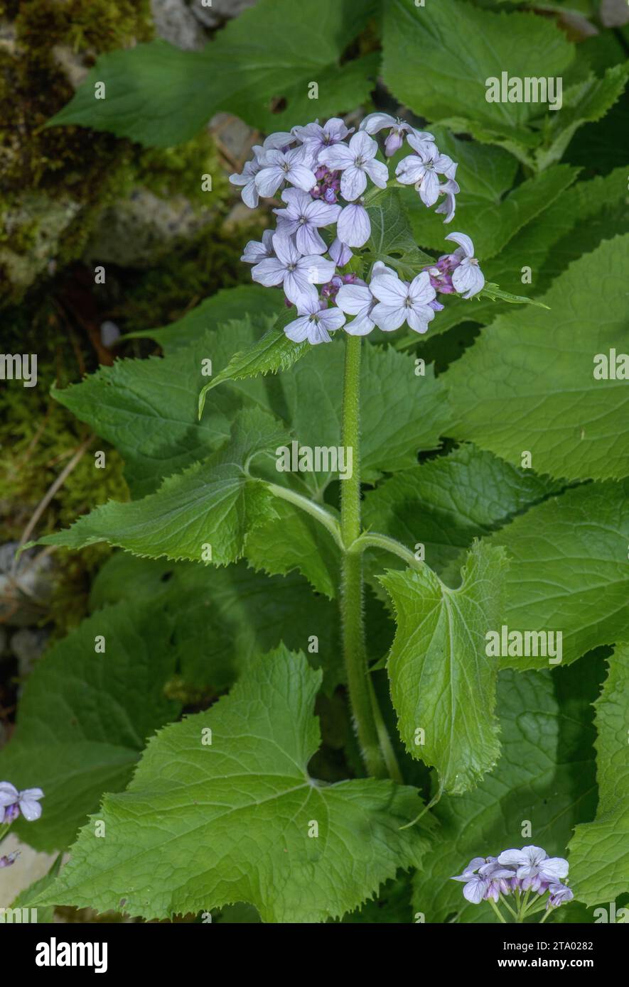 Ewige Ehrlichkeit, Lunaria rediviva, in Blüte im Frühling. Stark duftende Blüten. Stockfoto
