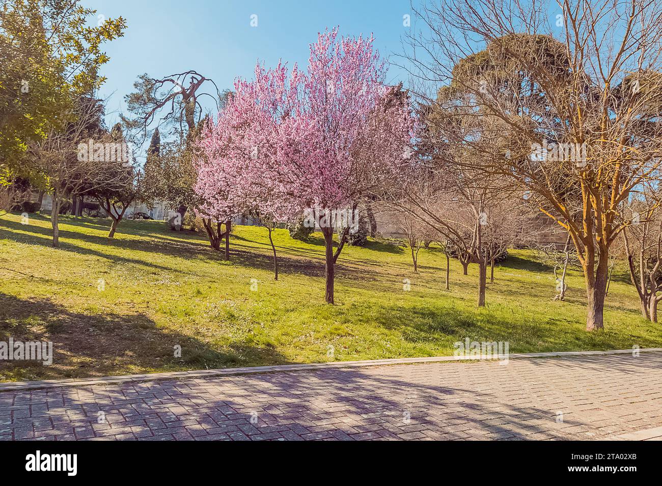 Frühlingsbaum mit rosa Blumen Mandelblüte auf einem Zweig auf grünem Hintergrund, auf blauem Himmel mit täglichem Licht mit Wolken Stockfoto