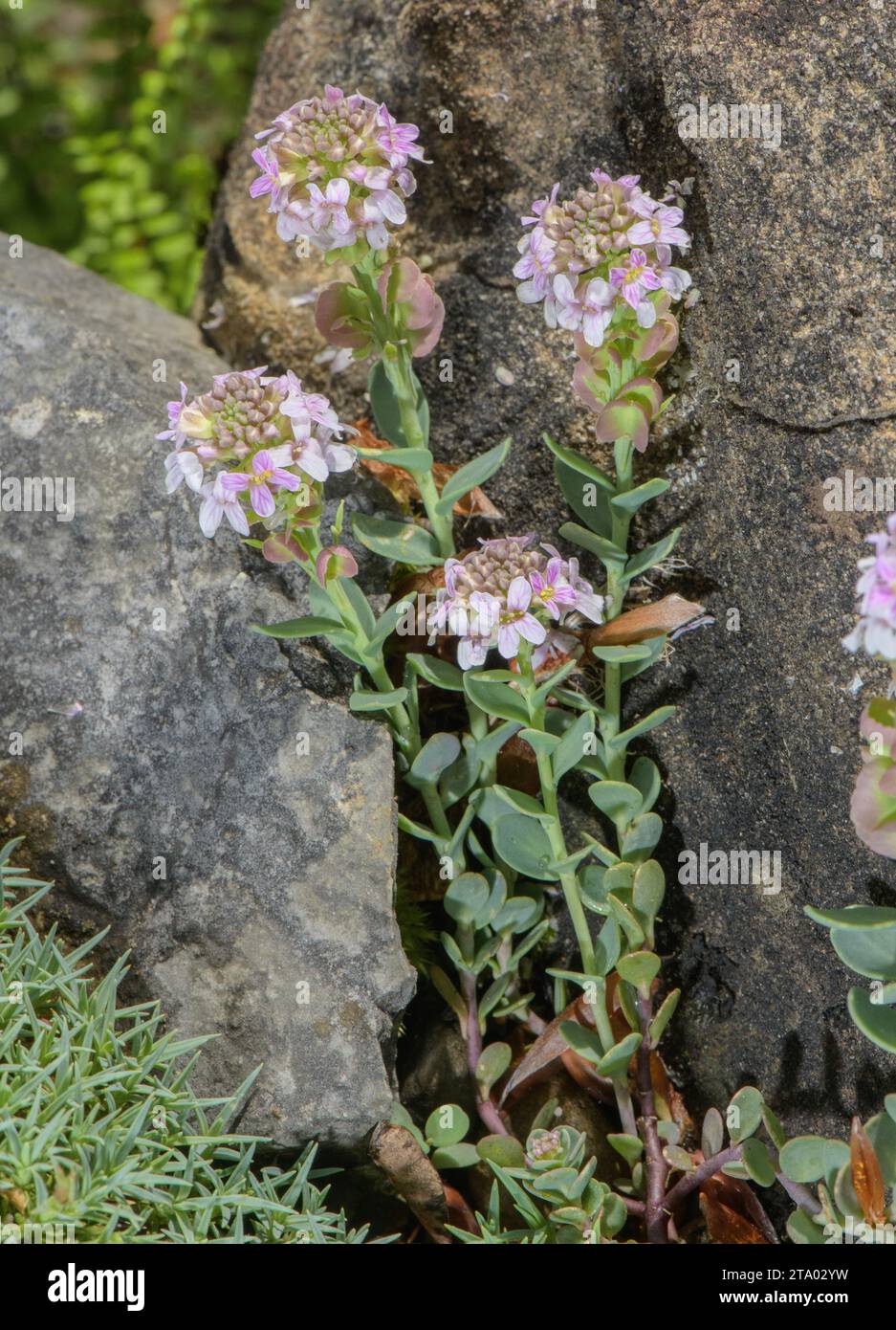 Thomas's verbrannter Süßigkeitenbüschel, Aethionema thomasianum, in Blume, Französische Alpen. Selten endemisch. Stockfoto
