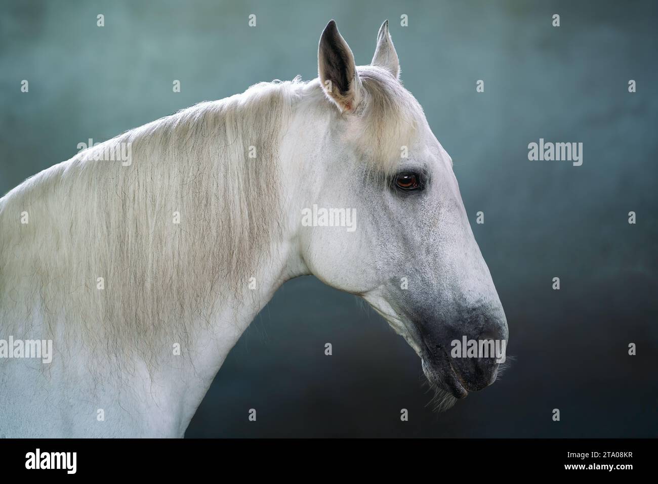 Schöner Kopf des weißen Pferdes (Equus ferus caballus) Stockfoto