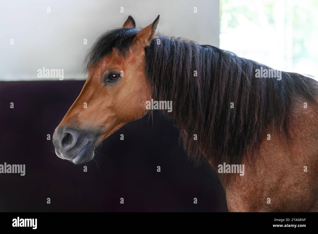 Beautiful Bay Horse Head (Equus ferus caballus) Stockfoto