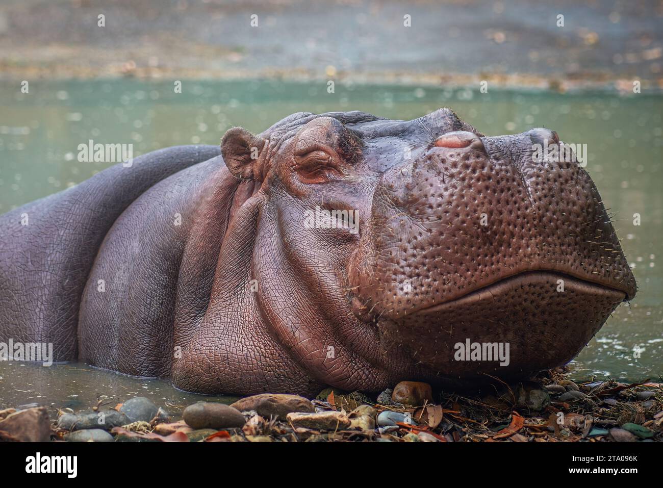 Flusspferde auf dem Wasser (Hippopotamus amphibius) Stockfoto