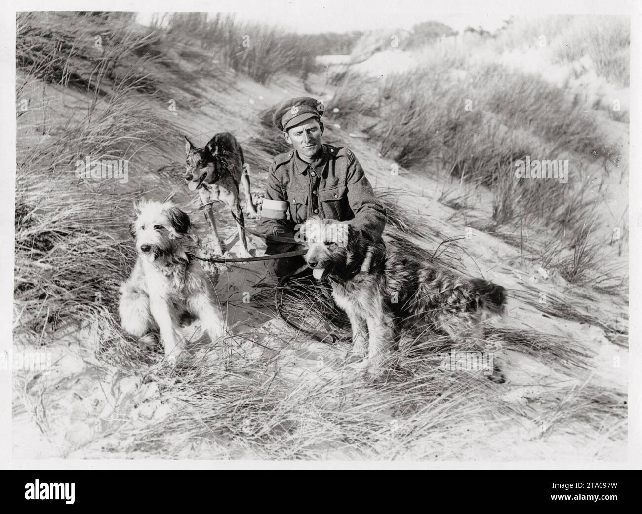 1. Weltkrieg - Soldat mit drei Botenhunden auf grasbewachsenen Sanddünen Stockfoto