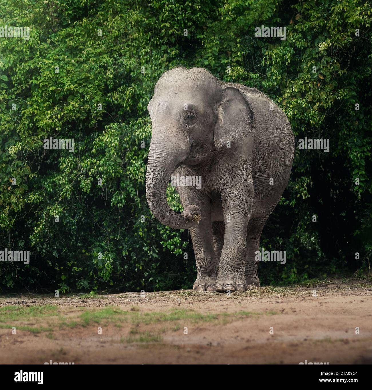 Weiblicher asiatischer Elefant (Elephas maximus) Stockfoto