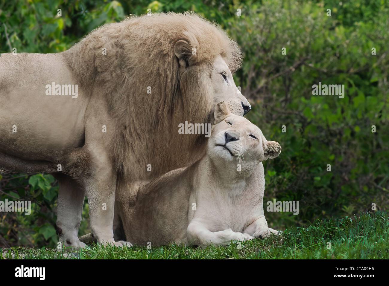 Romantischer weißer Löwe und Löwe spielen (Panthera leo) - Leuzistischer Löwe Stockfoto