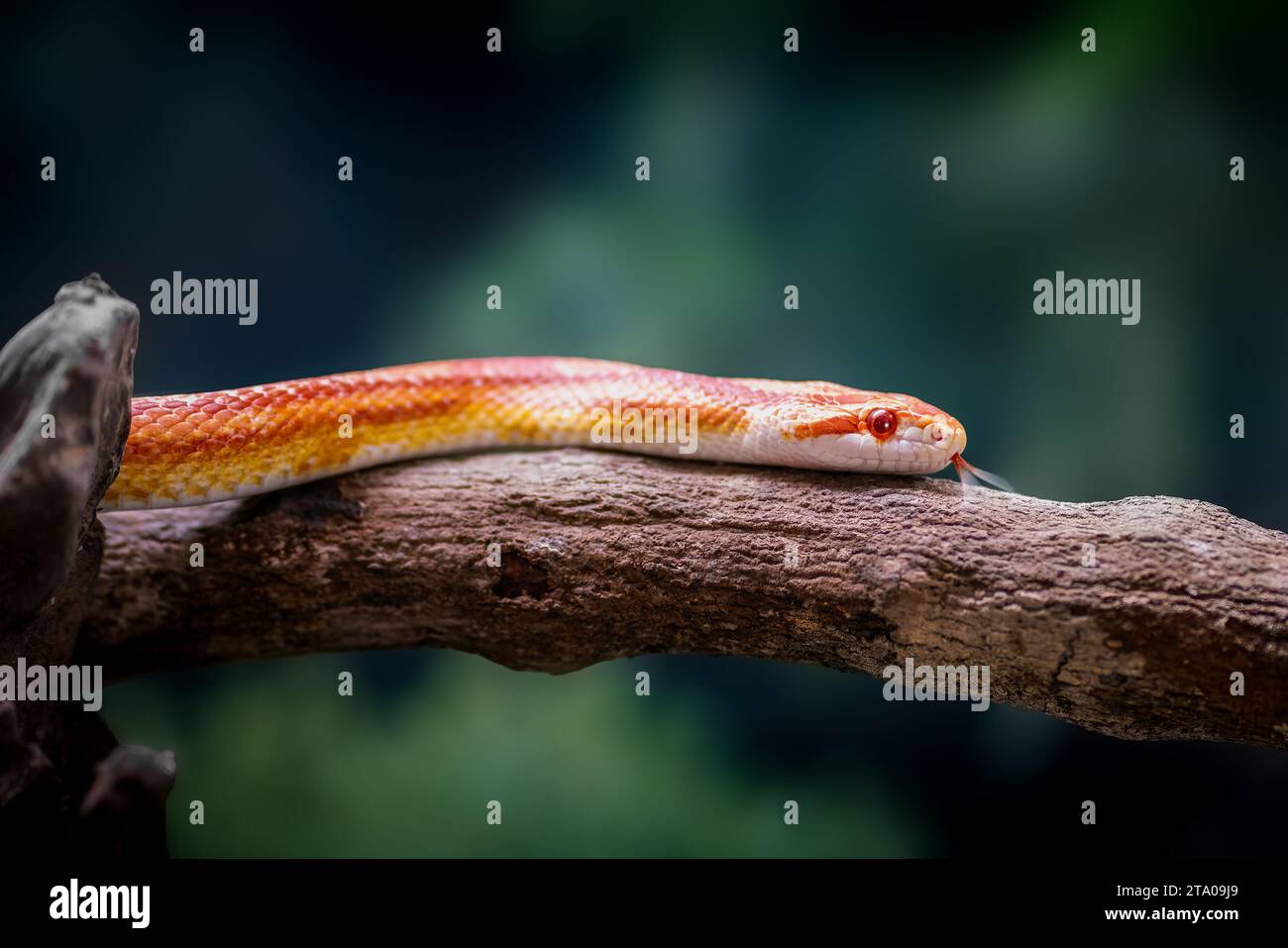 Fluoreszierende orange Maisschlange (Pantherophis guttatus) Stockfoto