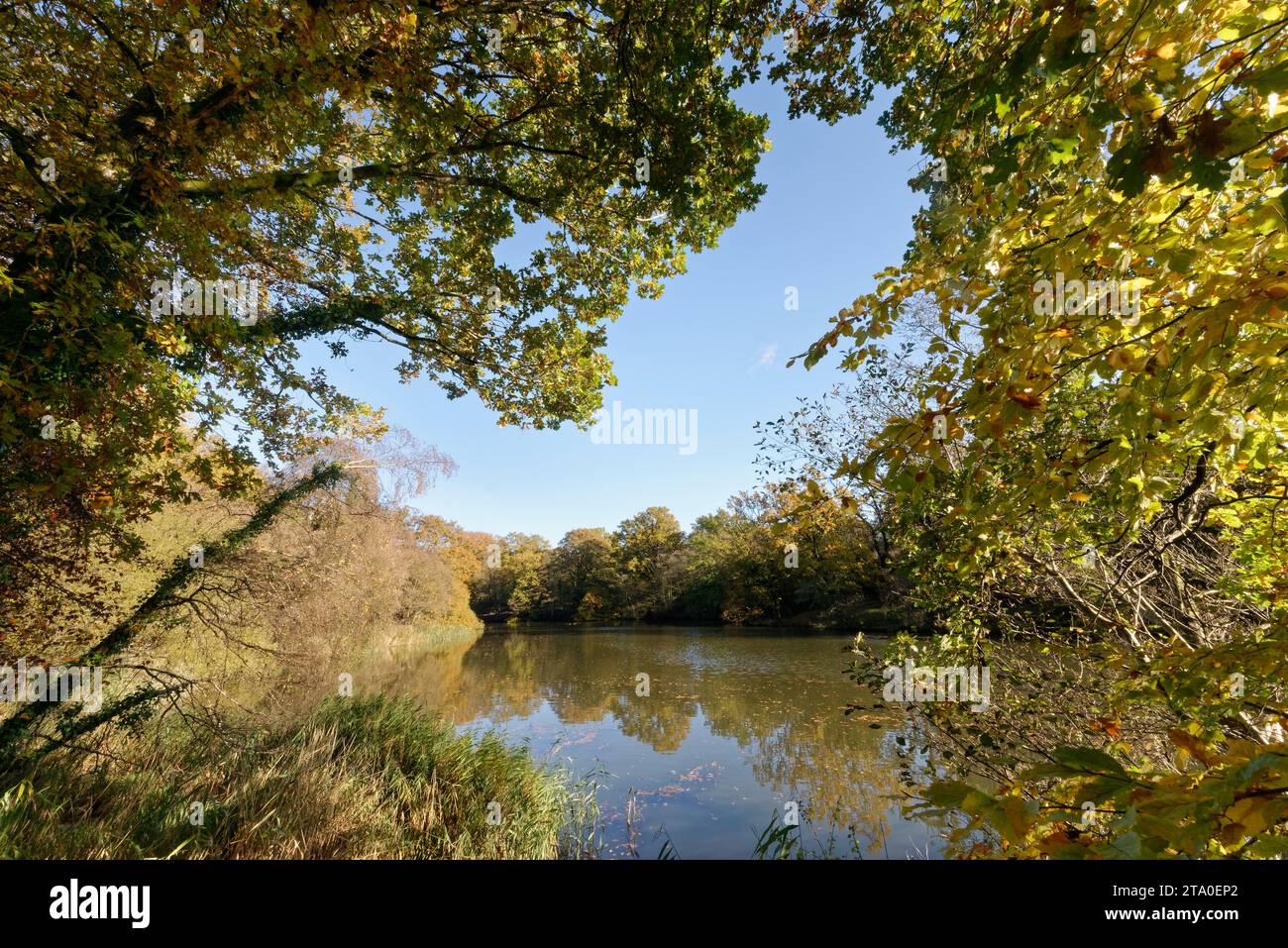 Herbstliche Englische Eichen (Quercus robur) und Schilf säumen Cannop Teiche im frühen Winter, Gloucestershire, Großbritannien, November. Stockfoto