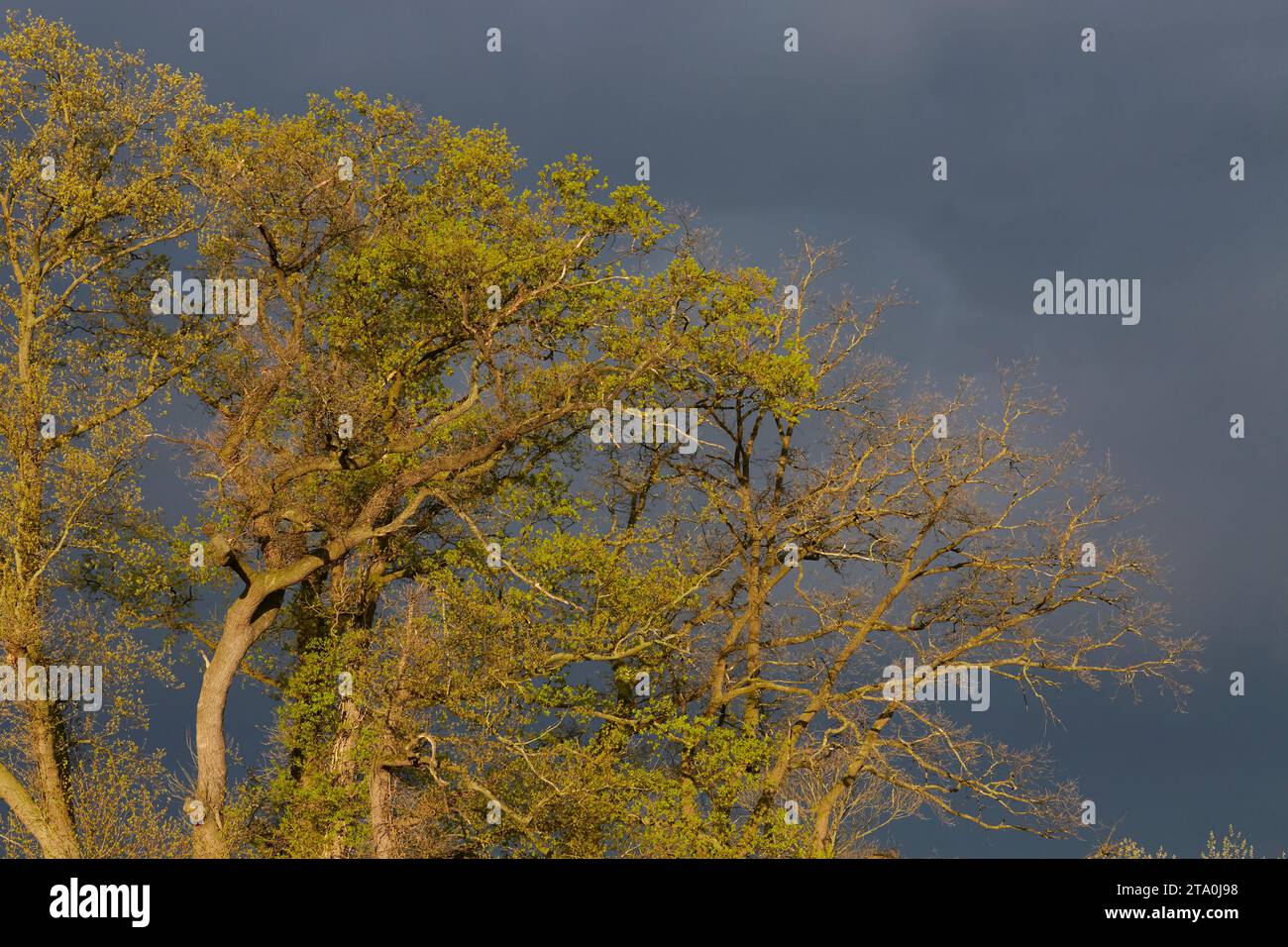 kreis soest, kreis soest in bildern, landkreis soest, nrw, deutschland, Tiere, pflanzen, Architektur, blumen, Lippeauen, Naturfotografie, Landschafts Stockfoto