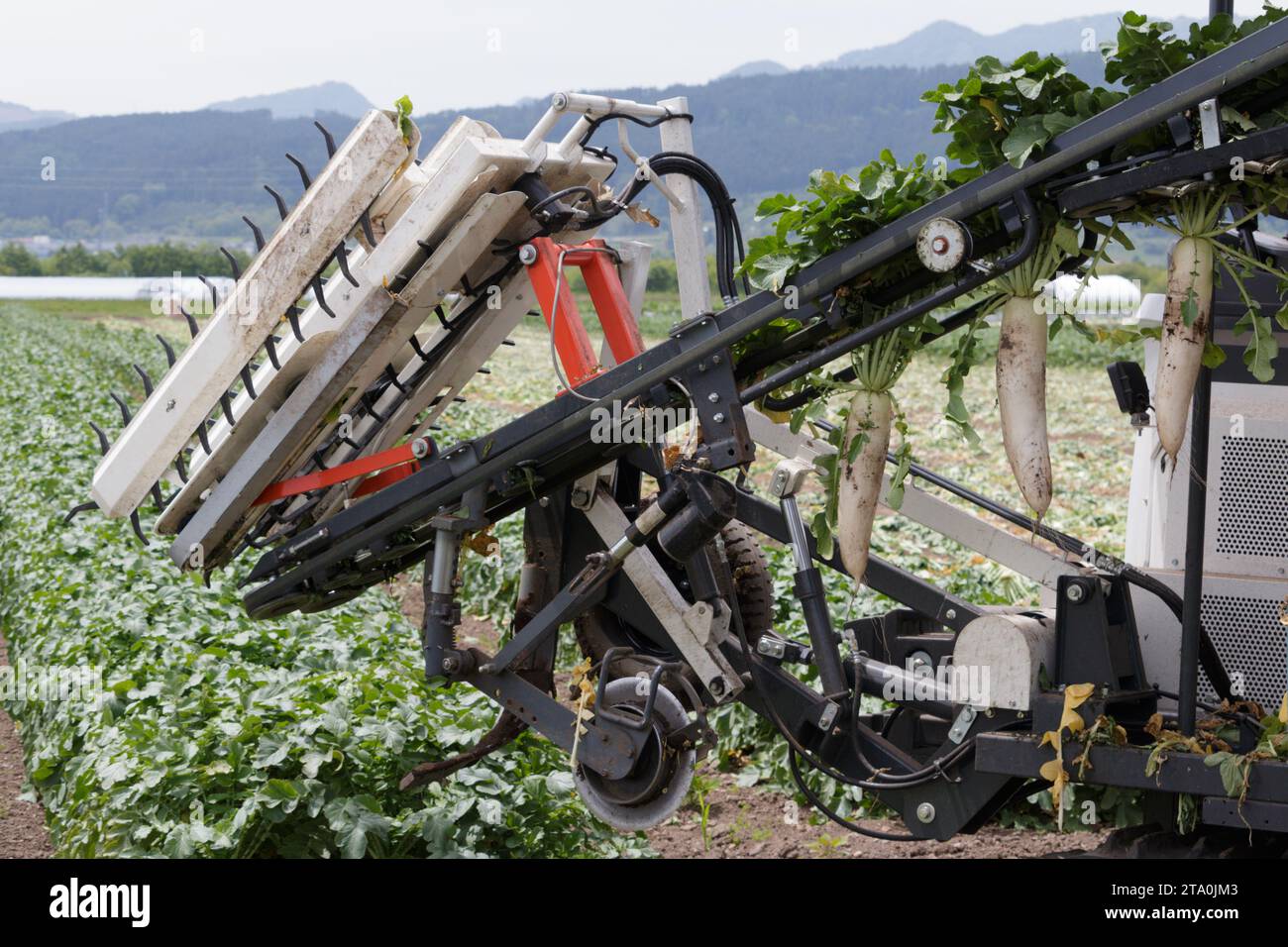 Daikon Rettich-Erntemaschine auf einem landwirtschaftlichen Feld Stockfoto