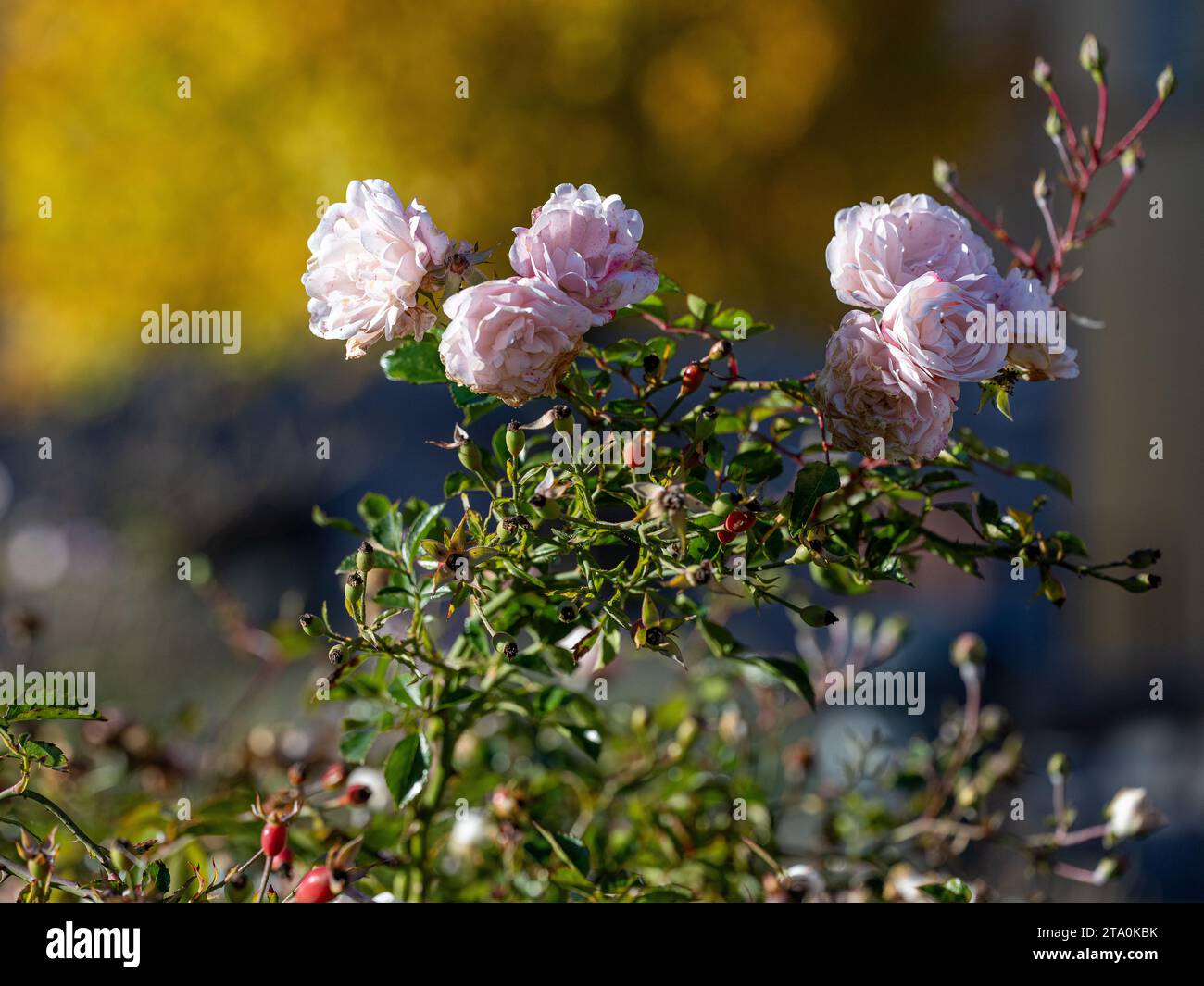 Süße Brünienrose mit Hüftrosen im Blumenbeet in Norrköping im Herbst in Schweden Stockfoto