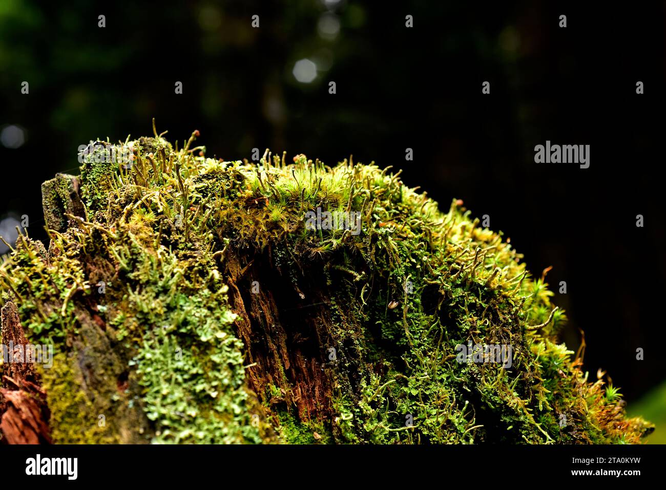 Tasse Flechten (Cladonia macilenta). Valle de Aran (Val d'Aran), Provinz Lleida, Katalonien, Spanien. Stockfoto