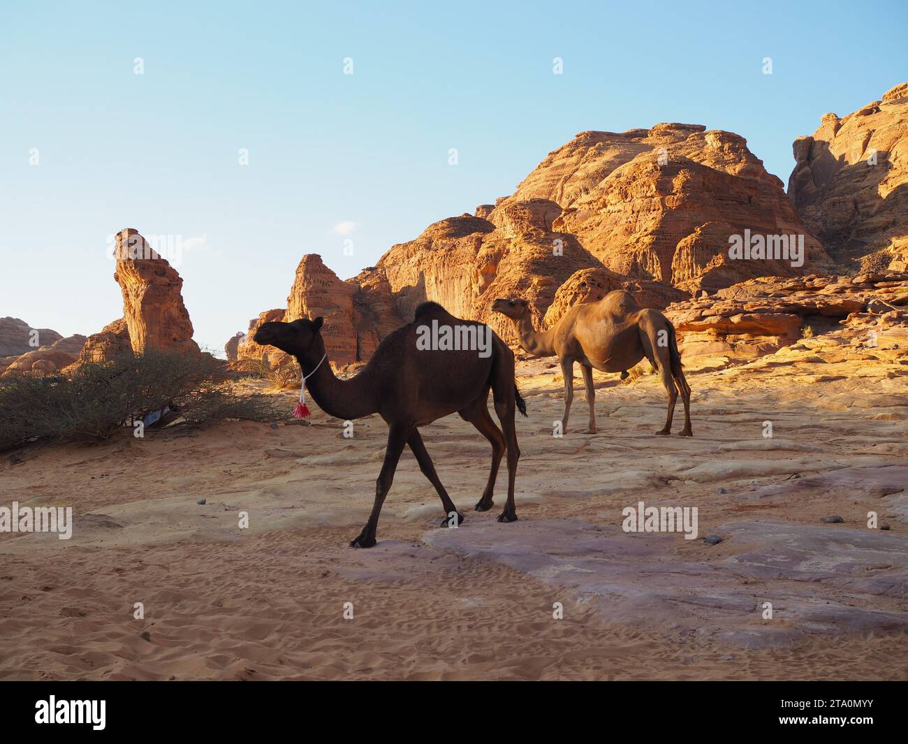 Wadi AlNaam, Alula, Saudi-Arabien Stockfoto