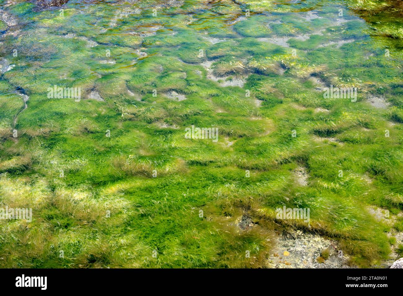 Enteromorpha intestinalis oder Ulva intestinalis ist eine grüne Alge. Dieses Foto wurde in Cabo de Gata, Provinz Almeria, Andalusien, Spanien aufgenommen. Stockfoto