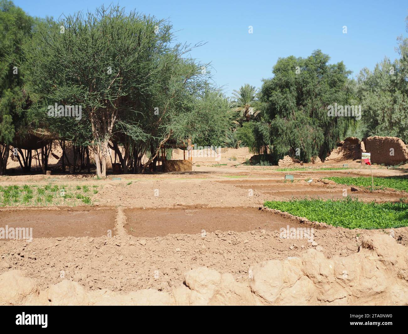 Daimumah Oasis, Alula, Saudi-Arabien Stockfoto