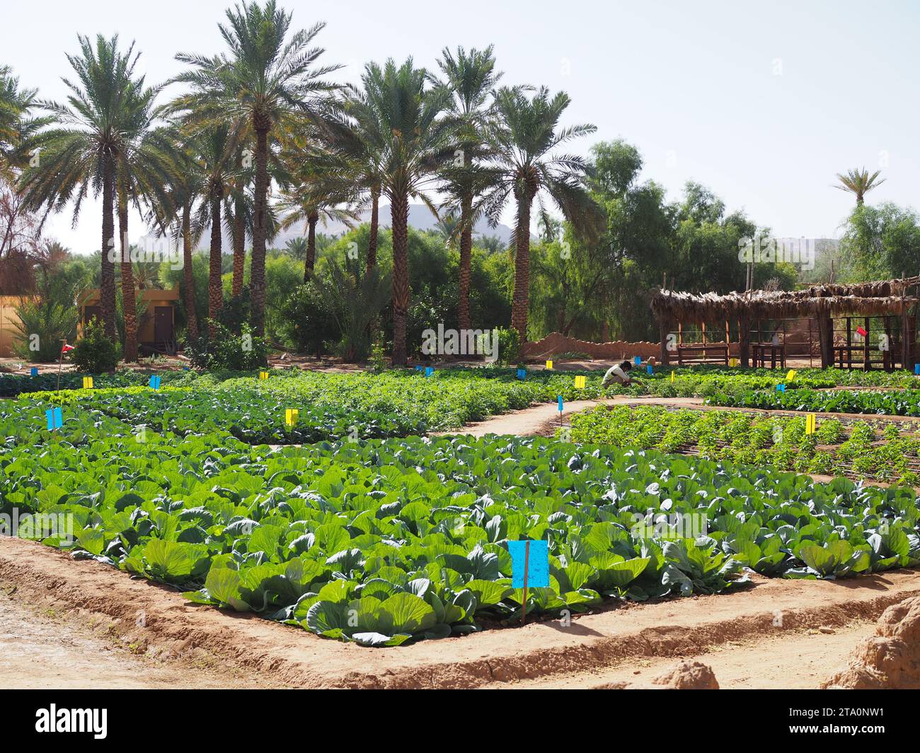 Daimumah Oasis, Alula, Saudi-Arabien Stockfoto