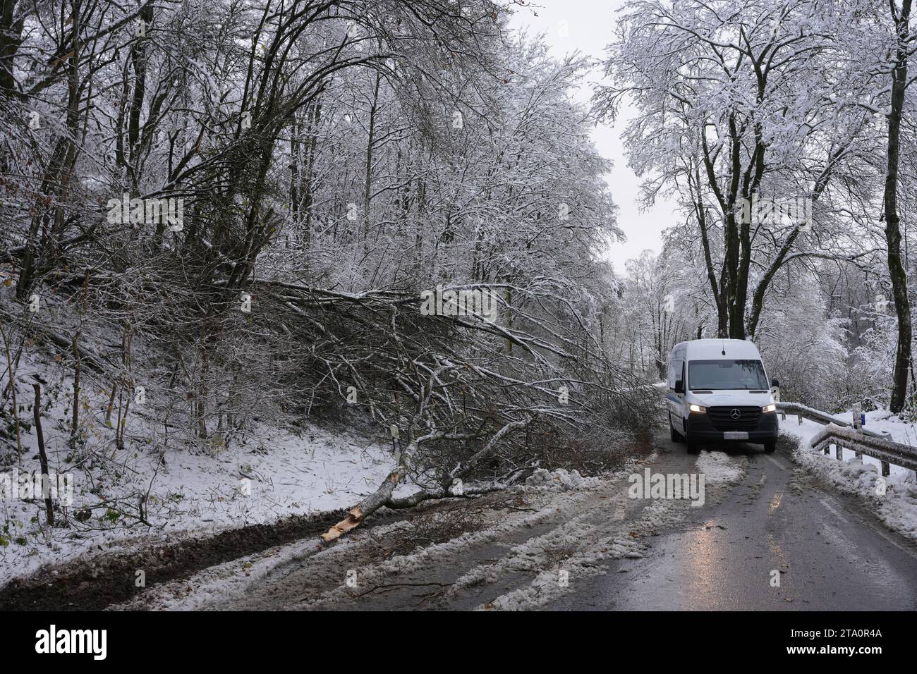 Westerburg, Deutschland. November 2023. Umgestürzte Bäume blockieren eine Straße im Westerwald. Der Wintereinbruch hat in Teilen von Rheinland-Pfalz und Saarland Unfälle und Störungen auf den Straßen verursacht. Umgestürzte Bäume, vereiste Straßen und Schnee verursachten Probleme, vor allem in den höheren Teilen des Bundesstaates. Quelle: Thomas Frey/dpa/Alamy Live News Stockfoto