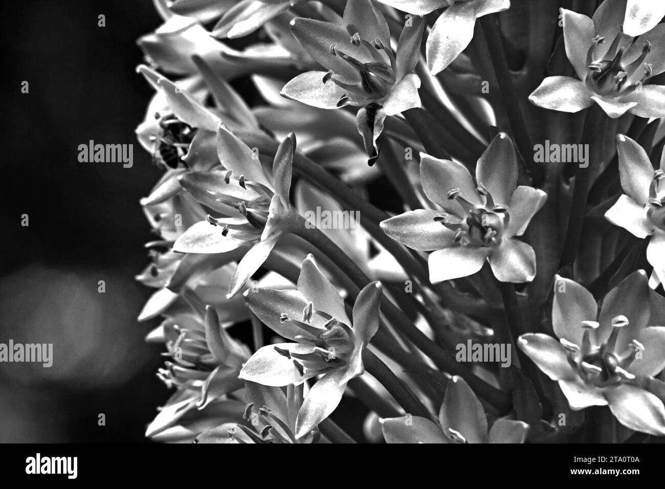 Monochrome Ananaslilie Eucomis autumnalis 15316 Stockfoto
