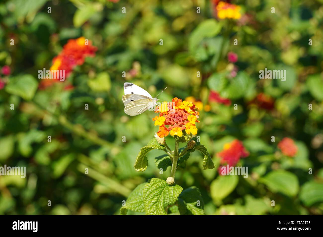 Ein kleiner weißer, oder Pieris-Ravé-Schmetterling auf lantana-Camara-Blüten Stockfoto