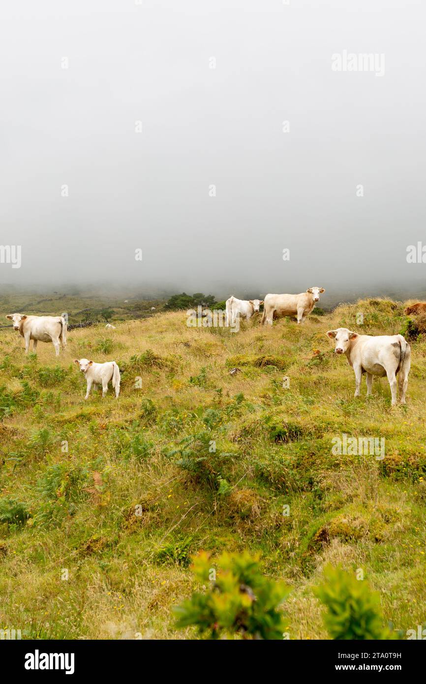 Die atemberaubende Schönheit der Azoren, Portugal: Eine unvergessliche Reise durch die atemberaubenden Landschaften dieses Atlantikparadieses Stockfoto