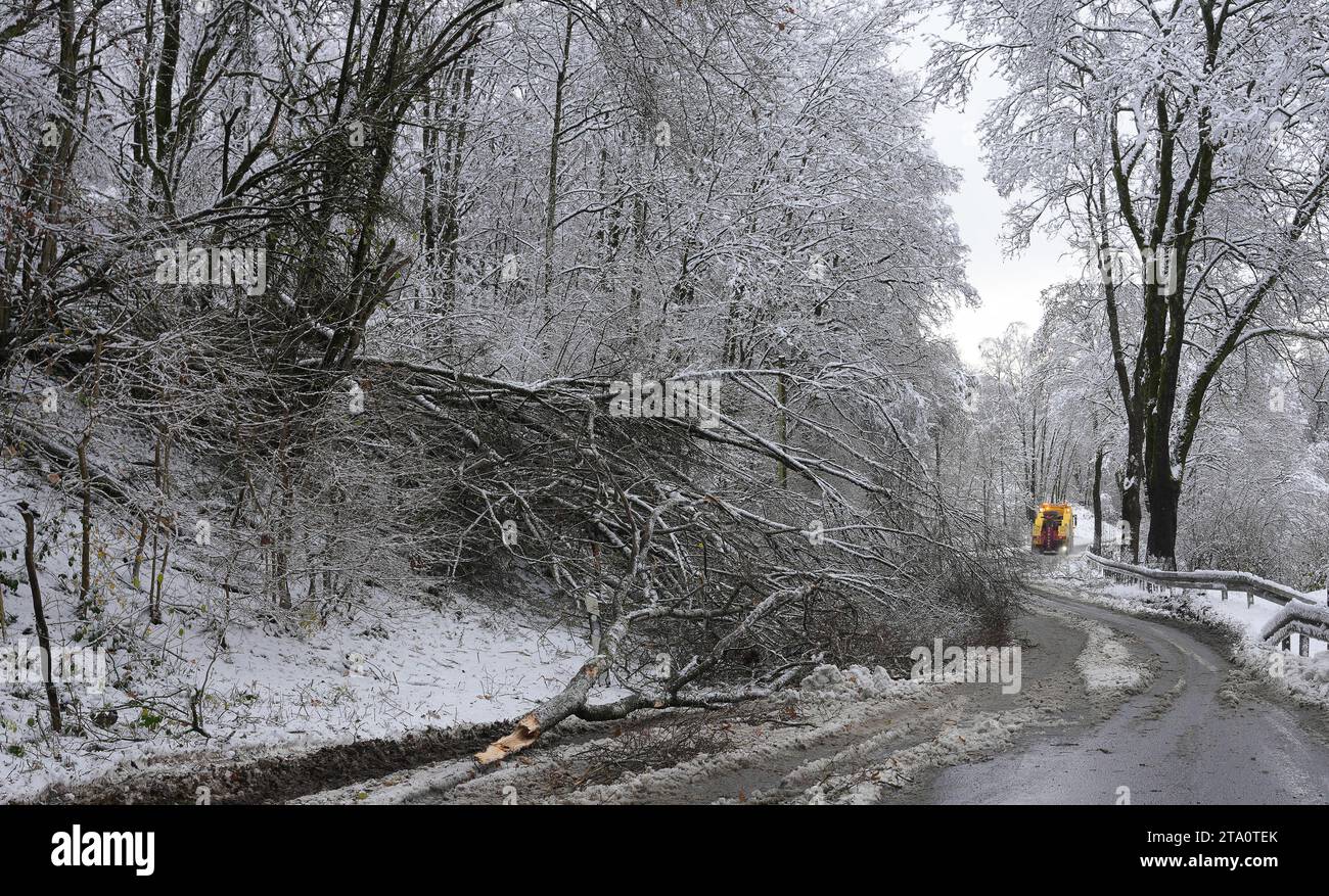 Westerburg, Deutschland. November 2023. Umgestürzte Bäume blockieren eine Straße im Westerwald. Der Wintereinbruch hat in Teilen von Rheinland-Pfalz und Saarland Unfälle und Störungen auf den Straßen verursacht. Umgestürzte Bäume, vereiste Straßen und Schnee verursachten Probleme, vor allem in den höheren Teilen des Bundesstaates. Quelle: Thomas Frey/dpa/Alamy Live News Stockfoto