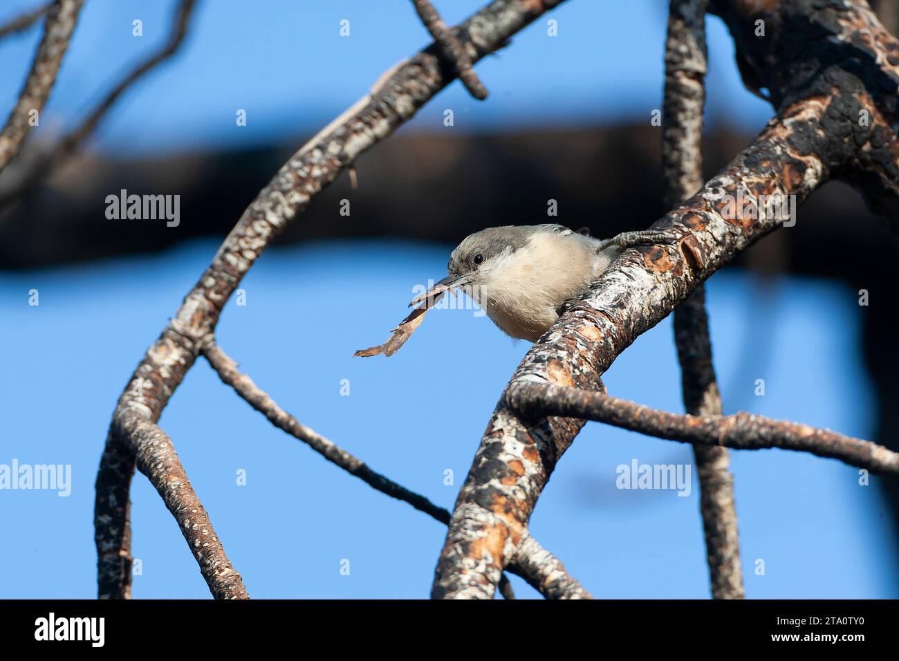 Pygmy Nuthatch, Sitta pygmaea, im Wald südlich des Mono Lake, USA. Stockfoto