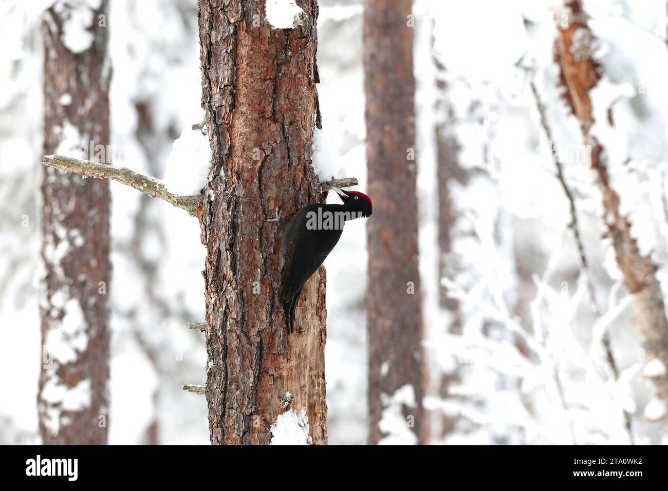 Überwinterung des Schwarzspechtes (Dryocopus martius) im finnischen Taiga-Wald bei Kuusamo während eines kalten Winters. Stockfoto
