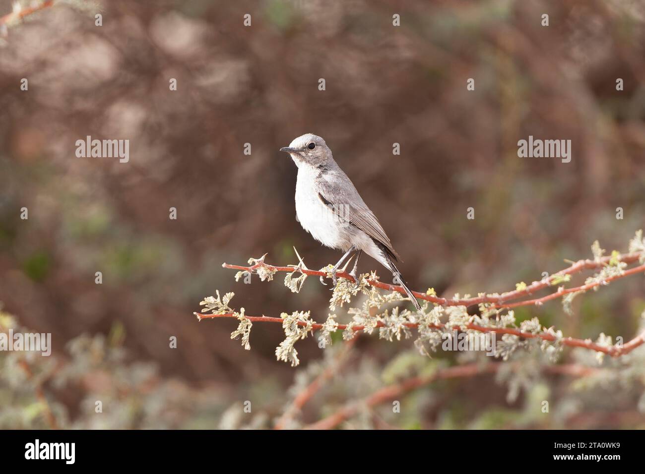 Blackstart (Cercomela melanura) ein in der israelischen Wüste ansässiger Züchter. Stockfoto