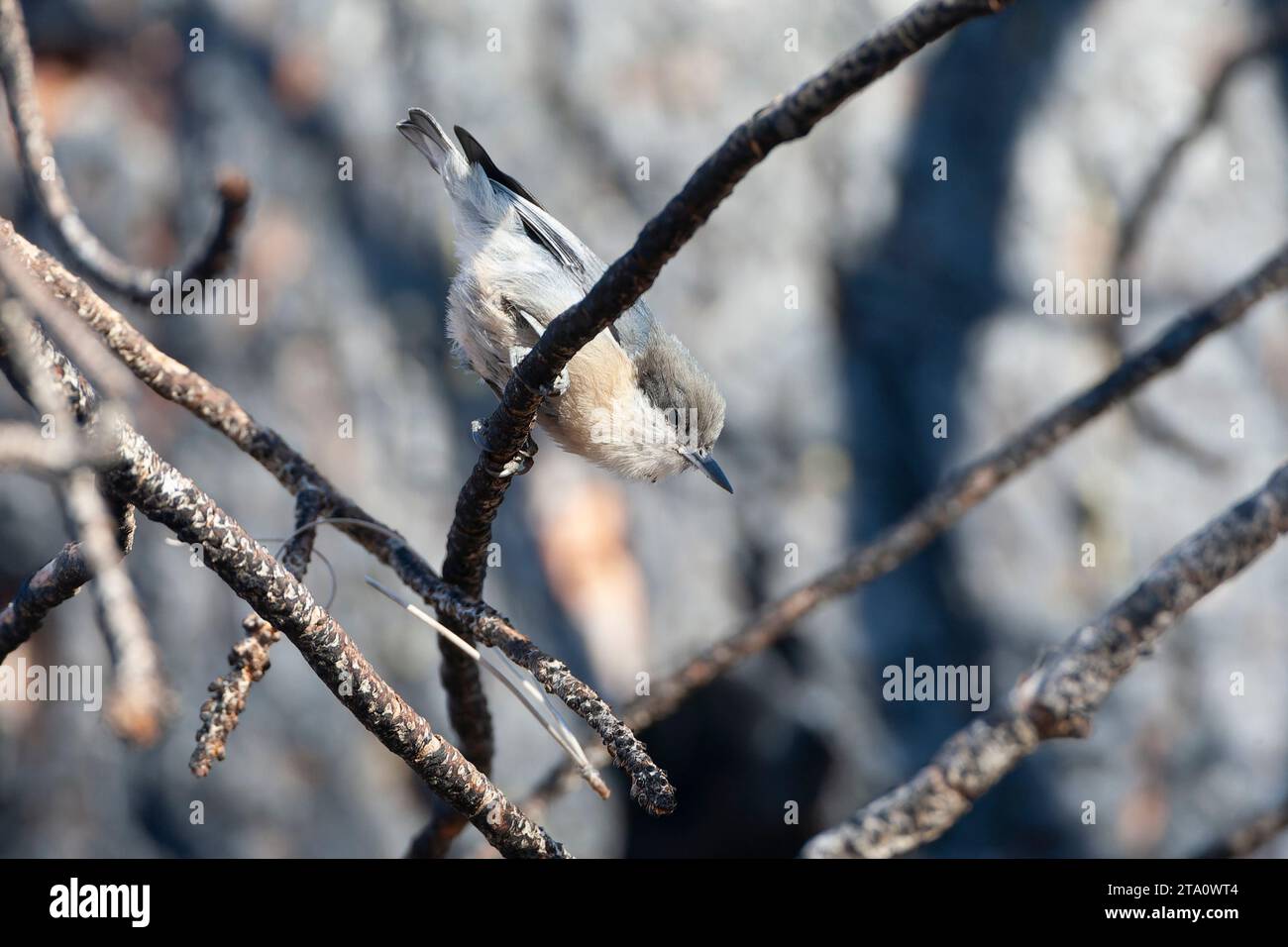 Pygmy Nuthatch, Sitta pygmaea, im Wald südlich des Mono Lake, USA. Stockfoto