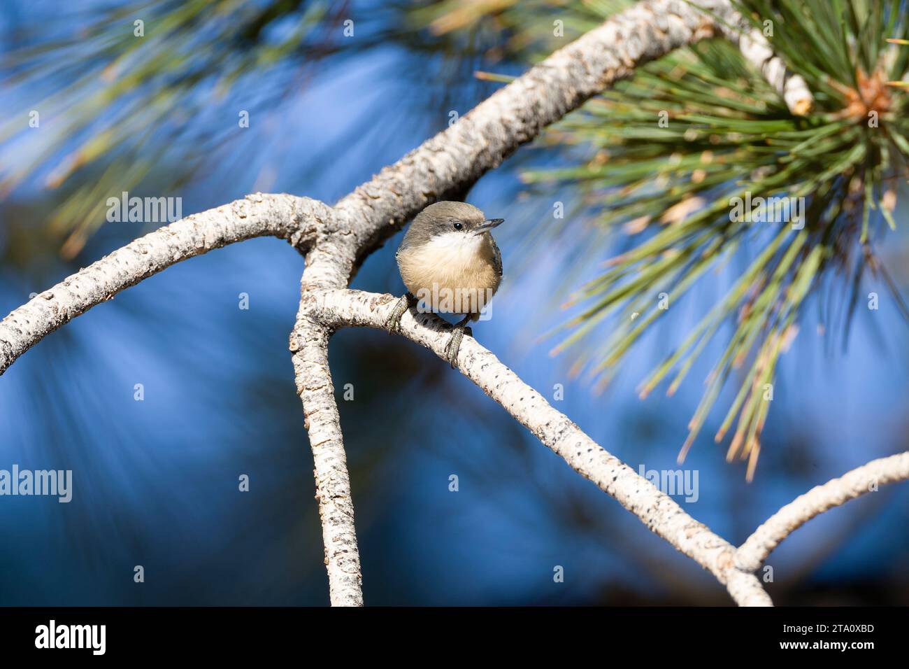 Pygmy Nuthatch, Sitta pygmaea, im Wald südlich des Mono Lake, USA. Stockfoto