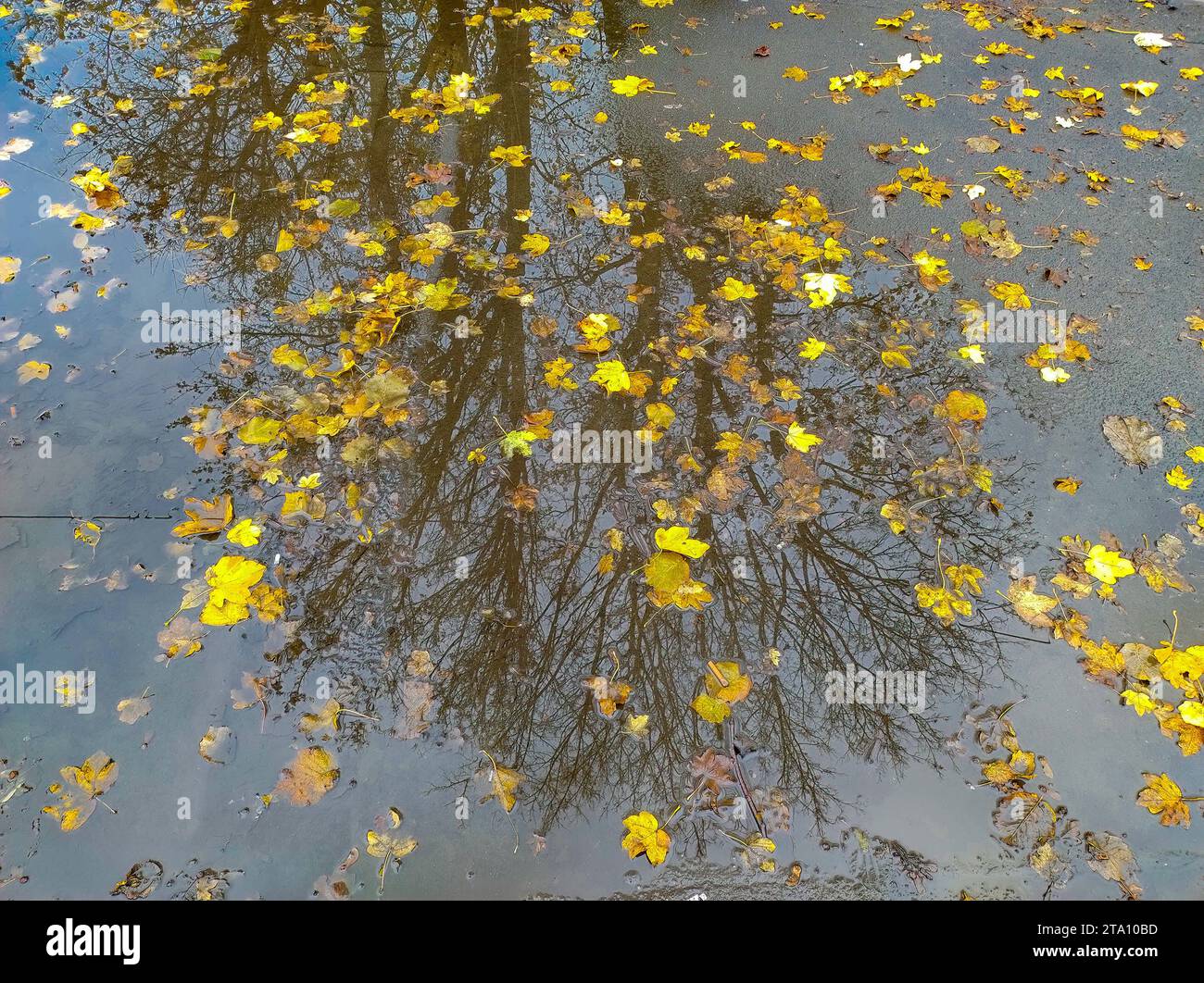 Düsseldorf 28.11.2023 Herbstlaub Herbst Herbstfarben Baum Bäume Laubbaum Laubbäume Herbstsonne Herbstwetter Herbstblätter Rutschgefahr Glätte Unfallgefahr Unfallversicherung Berufsgenossenschaft Auto Bremsweg Regen Wintereinruch Regenwetter Regenpfütze Düsseldorf Nordrhein-Westfalen Deutschland *** Düsseldorf 28 11 2023 Herbstblätter Herbstfärbung Bäume Laubbäume Laubbäume Herbstsonne Herbstwetter Herbstlaub Rutschigkeit Unfallrisiko Unfallversicherung Berufsverband Auto Bremsweg Regen Wintereinbruch Regen Wetter Regenpfütze Düsseldorf Nordrhein-W Stockfoto