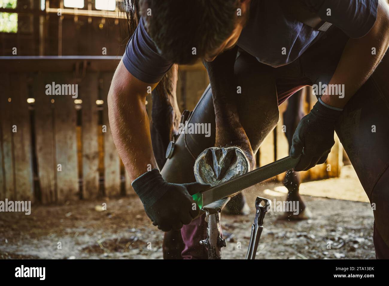 Die Vorbereitung des Hufeisens ist im Gange. Der Farmer entfernt die überschüssige Hufwand, reißt sie ab und formt den Hufhufe. Stockfoto