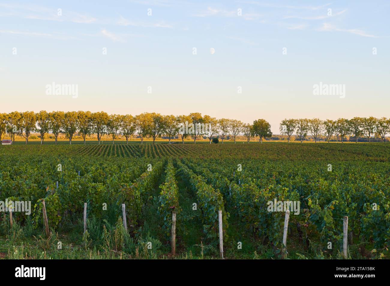 Blick auf die Weinberge entlang der Route de Beaune Pommard, Bourgogne-Franche-Comté, frankreich Stockfoto