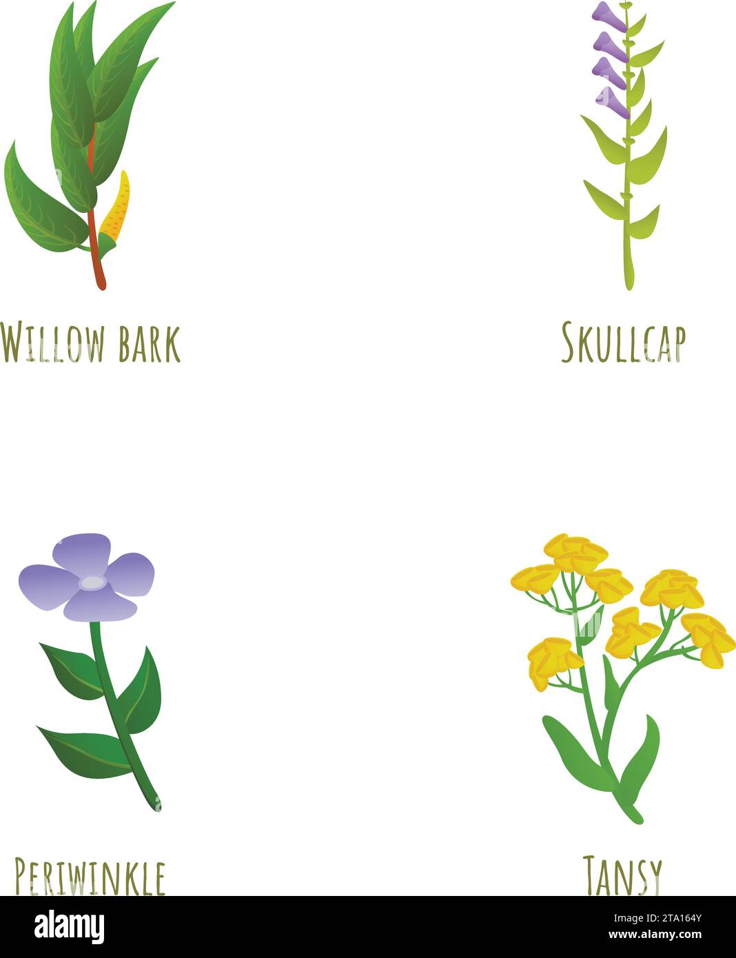 Pflanzensymbole setzen den Cartoon-Vektor. Weidenrinde, Periwinkle, tansy und Schädelkappe. Heilpflanze, Natur Stock Vektor