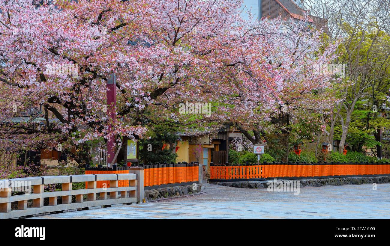 Kyoto, Japan - 6. April 2023: Die Tatsumi-Bashi-Brücke ist der berühmte Ort des Stadtteils Gion. Es ist eine kleine Brücke, die den Fluss Shirakawa überquert Stockfoto