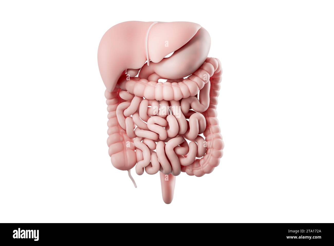 3D-Darstellung des menschlichen Verdauungssystems isoliert auf weiß. Innere Organe des menschlichen Nahrungstraktes - Leber, Magen, Bauchspeicheldrüse, Darm Stockfoto