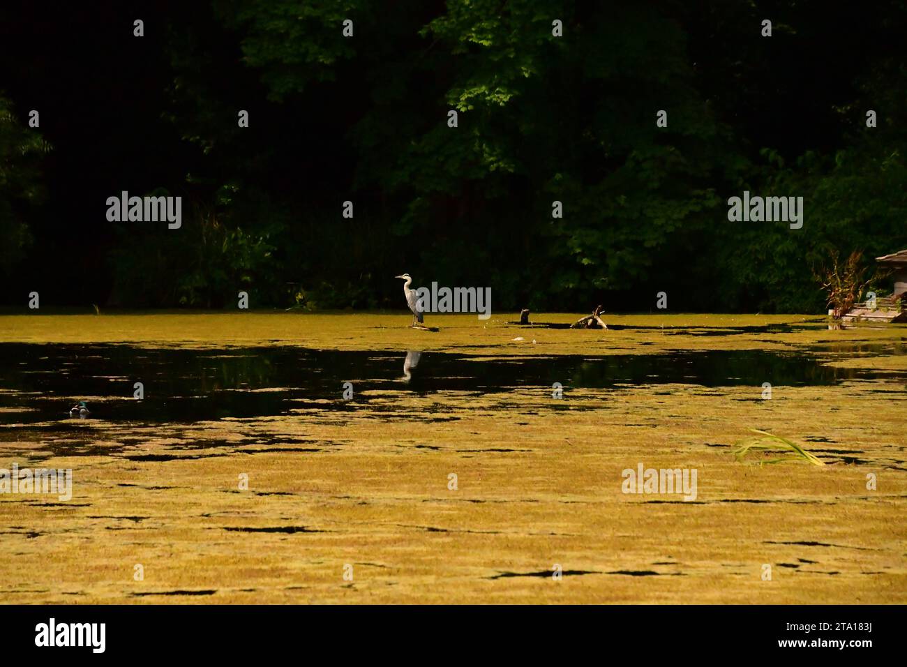 Grauer Reiher im Teich, Kilkenny Castle Park Stockfoto