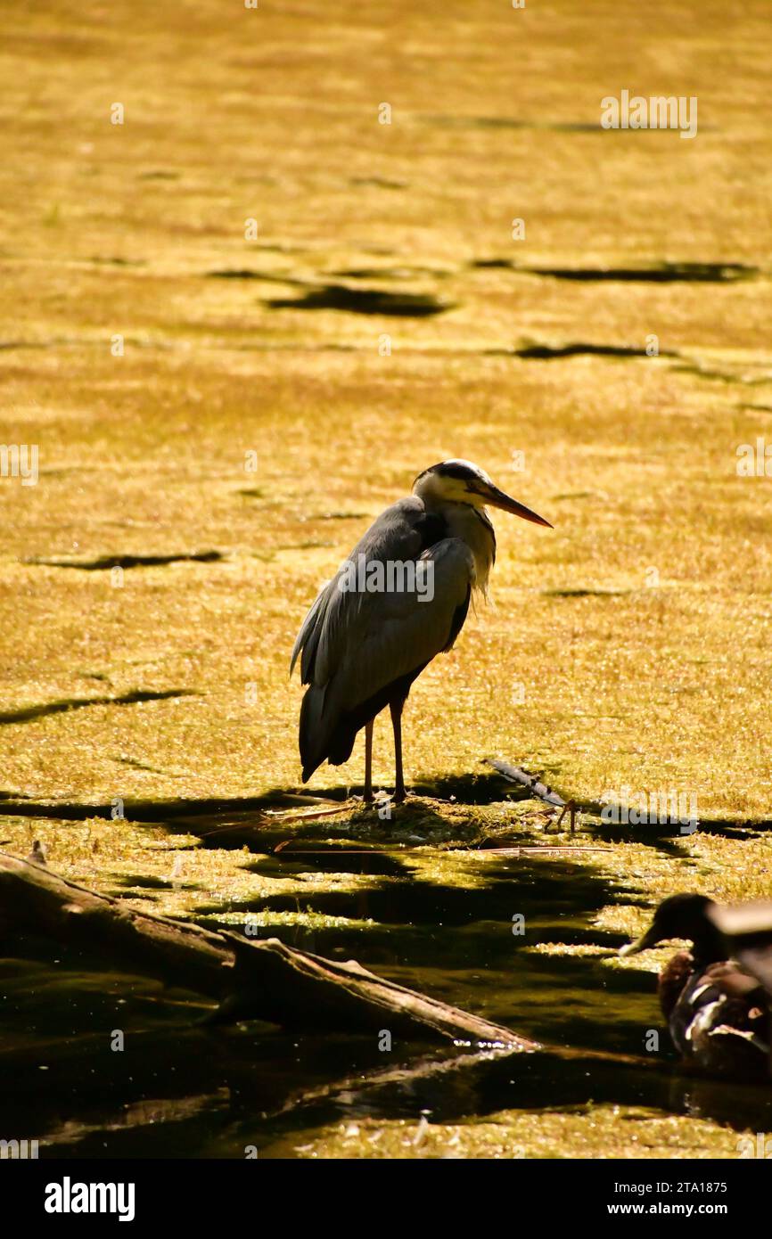 Grauer Reiher im Teich, Kilkenny Castle Park Stockfoto