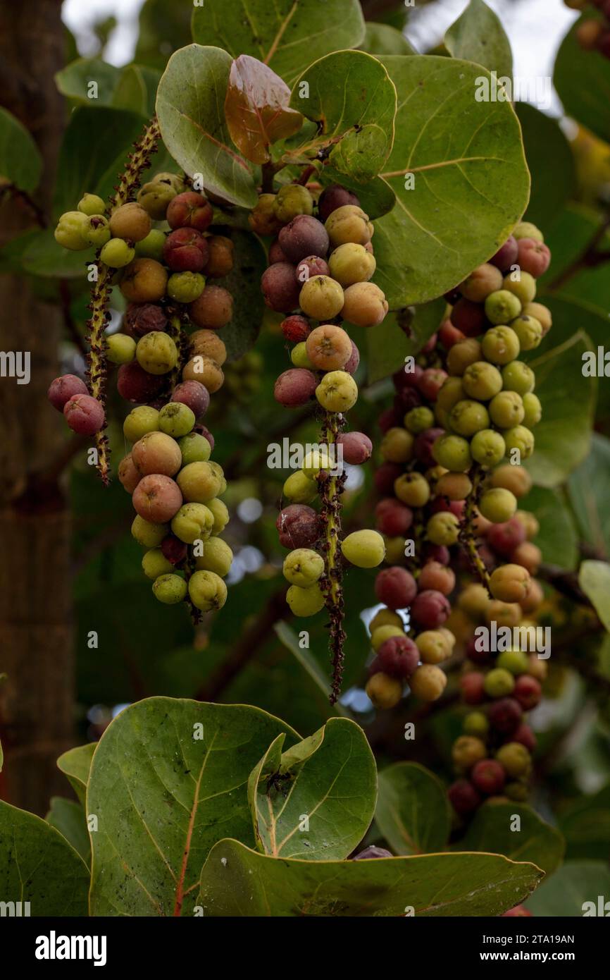 Natürliche Nahaufnahme Pflanzenporträt von Coccoloba uvifera, Traube am Meer. Täuschend nützlich leckere Lebensmittel Pflanze tolerant gegenüber Meeresluft Stockfoto