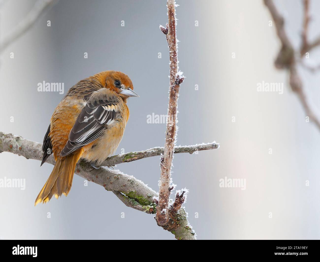 Vagrant Erstwintermännchen Baltimore Oriole (Ikterus galbula) in den Niederlanden. Überwinterung in Alkmaar. Zweiter niederländischer Rekord. Stockfoto