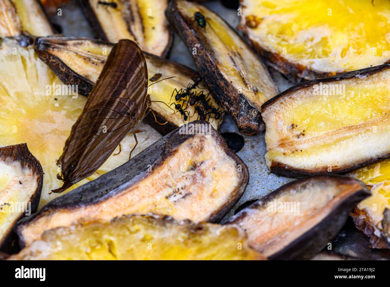 Ein Makrofoto eines Palmenkönig-Schmetterlings, der sich mit riesigen Ameisen ernährt Stockfoto