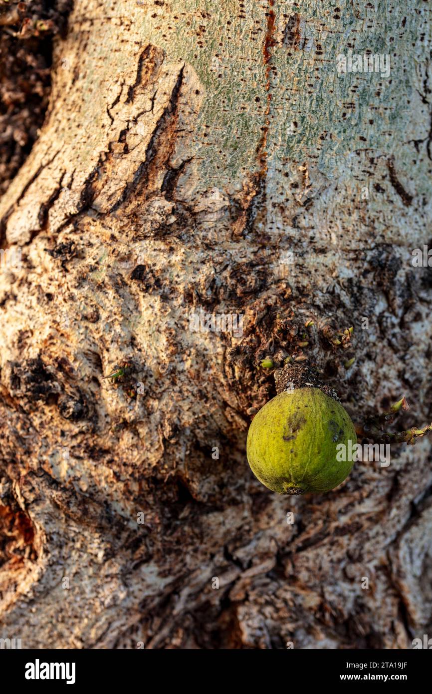 Ficus sakalavarum Fotos und Bildmaterial in hoher Auflösung