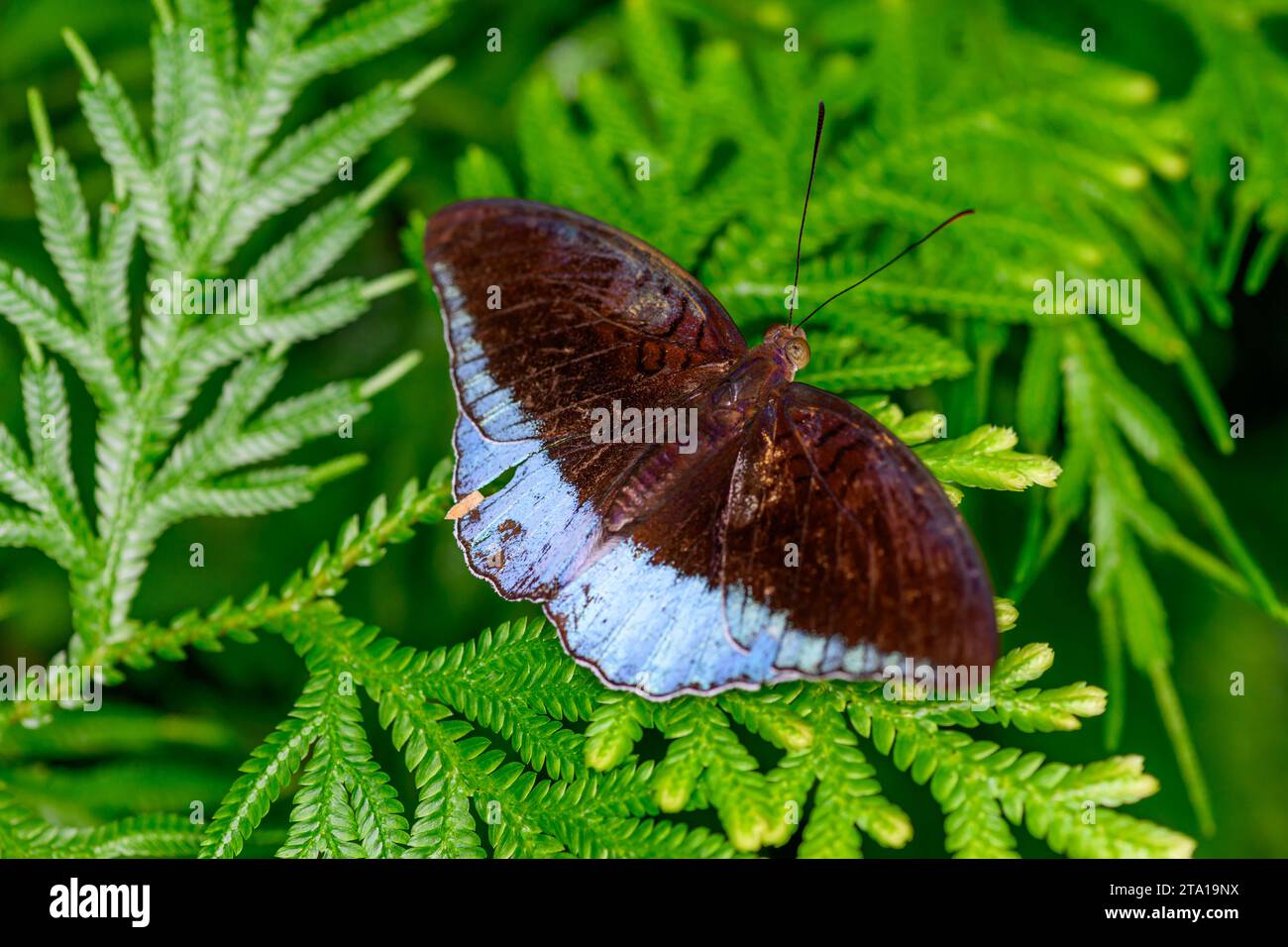 Eine Nahaufnahme eines Schmetterlings mit Graugraz (Tanaecia Lepidea) Stockfoto