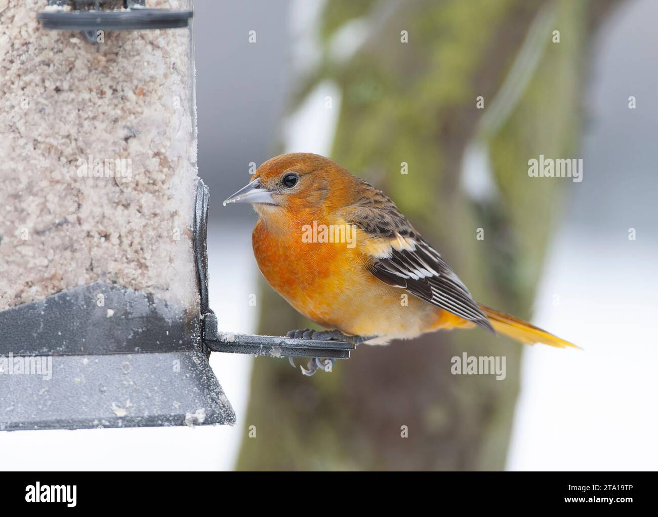 Vagrant Erstwintermännchen Baltimore Oriole (Ikterus galbula) in den Niederlanden. Überwinterung in Alkmaar. Zweiter niederländischer Rekord. Stockfoto