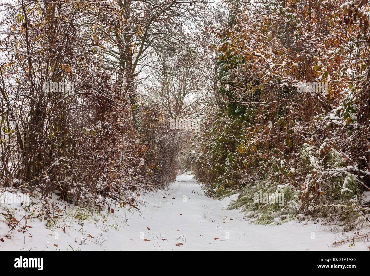 Die Schönheit einer Landstraße im Winter Stockfoto