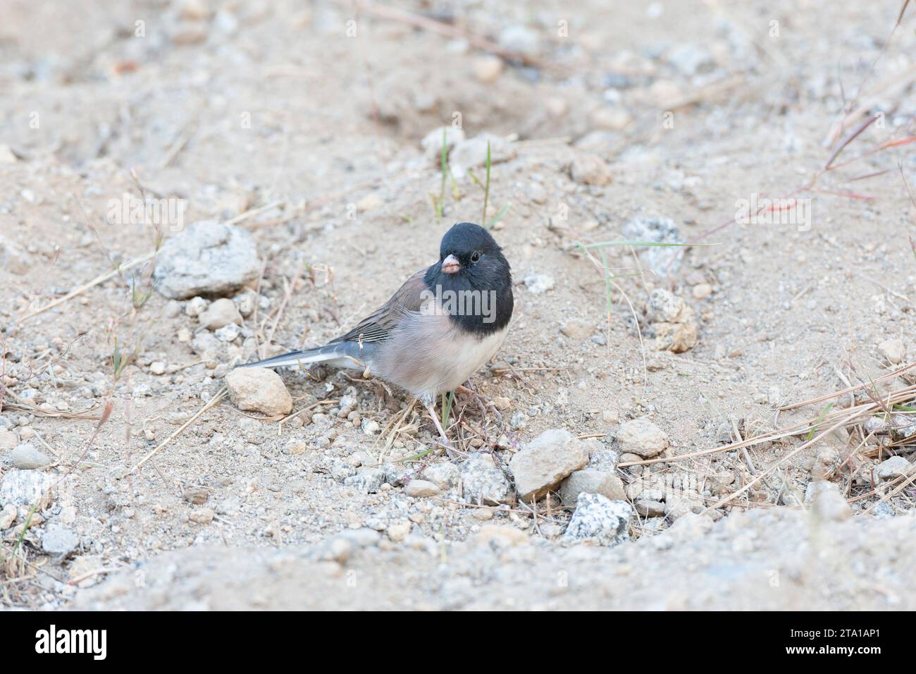 Männlicher Oregon dunkeläugiger Junco, Junco hyemalis, stehend auf dem Boden in Kalifornien, USA. Stockfoto