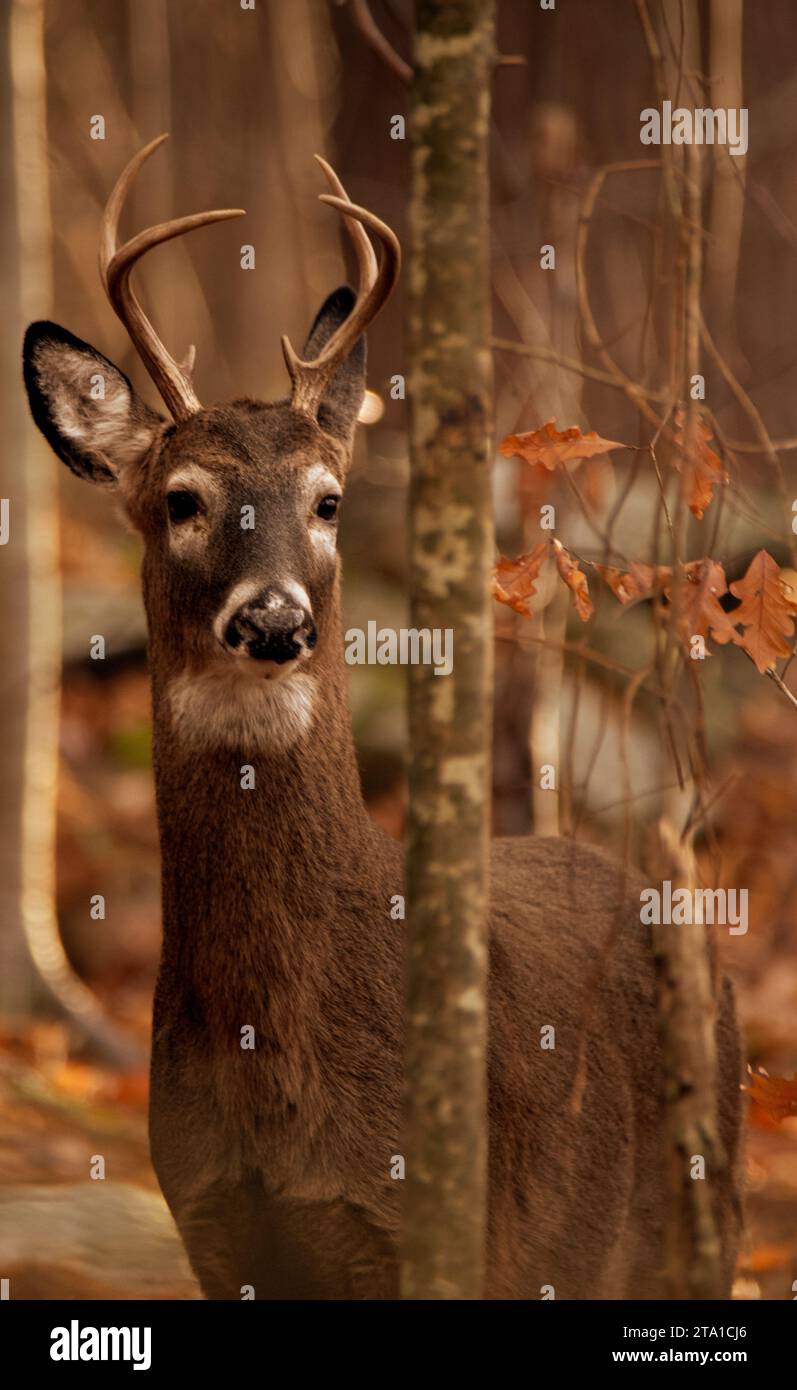 White Tail Deer Buck im Wald Stockfoto